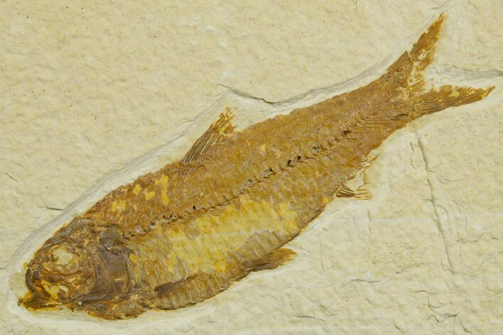 Detailed Fossil Fish (Knightia) - Wyoming #363895